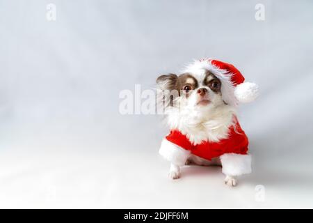 Chien Chihuahua portant un costume rouge de santa de noël et regarde l'appareil photo. Isolé sur fond blanc. Banque D'Images