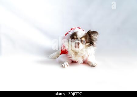 Chien Chihuahua portant un costume rouge de santa de noël et regarde l'appareil photo. Isolé sur fond blanc. Banque D'Images