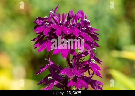 Gros plan d'une fleur cardinale violette (lobelia cardinalis) en fleur Banque D'Images