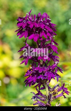 Gros plan d'une fleur cardinale violette (lobelia cardinalis) en fleur Banque D'Images