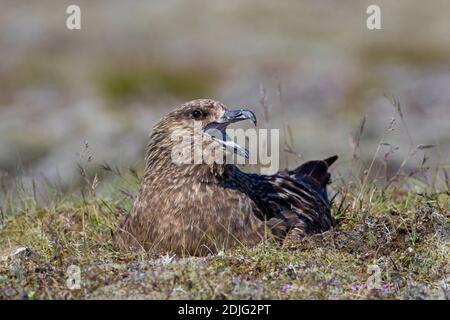 Grand skua de nidification (Stercorarius skua) appel de nid dans la lande en été Banque D'Images