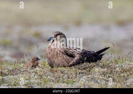 Grand skua (Stercorarius skua) avec poussin nichant sur la toundra en été, Islande Banque D'Images