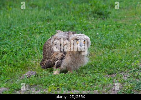 Aigle-hibou eurasien / jeune aigle-hibou européen (Bubo bubo) owlet assis exposé sur le sol dans la prairie / prairie au printemps Banque D'Images