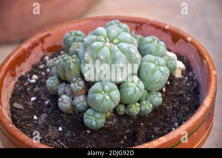 Pot avec plante de Peyote (Lophophora williamsii). Jardin. Banque D'Images