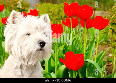 West Highland White Terrier dans le jardin Banque D'Images