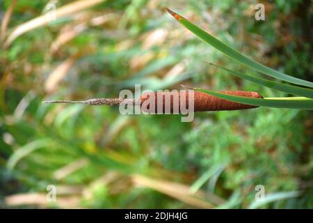 Typha angustifolia avec sa ruée dans le canyon du Rivière Lobos Banque D'Images