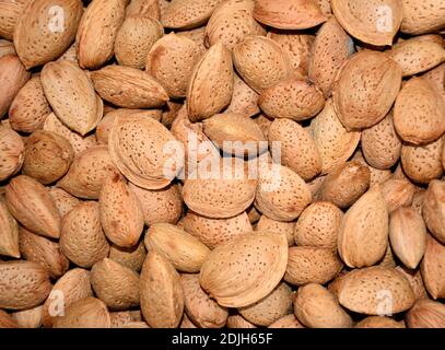Tas d'amandes séchées dans la coquille. Banque D'Images