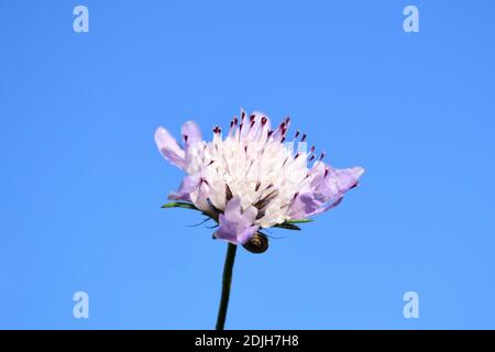 Détail de la fleur de la scabiosa columbaria avec ciel bleu en arrière-plan. Banque D'Images