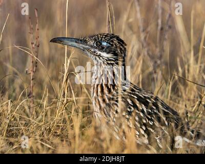 Grand roadrunner, Geococcyx californianus, un magnifique oiseau en Arizona, Etats-Unis Banque D'Images