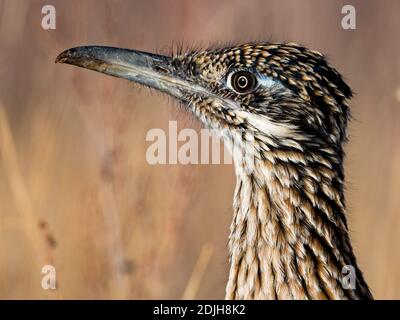 Grand roadrunner, Geococcyx californianus, un magnifique oiseau en Arizona, Etats-Unis Banque D'Images