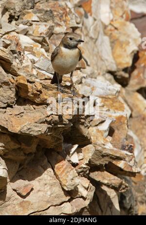 Wheatear à oreilles noires (Oenanthe hispanica melanoluca) Femme perchée sur le rocher face à l'Arménie Mai Banque D'Images