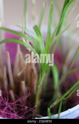 Vue rapprochée d'une plante de papyrus vert en pleine croissance à un pot de fleurs Banque D'Images