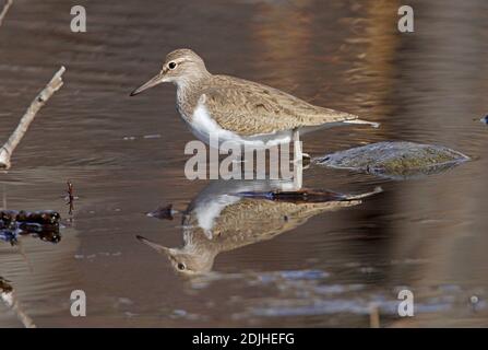 Sandpiper commun (Actitis hypoleucos) marchant dans des eaux peu profondes, avec réflexion Géorgie Mai Banque D'Images