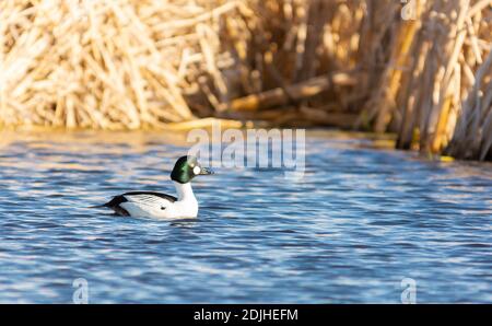 Un canard d'or commun mâle, Bucephala clangula, nageant dans un bassin humide dans le centre de l'Alberta, au Canada. Banque D'Images
