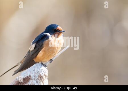 Une hirondelle de grange, Hirundo rustica, perchée au printemps sur une tête de semence de queue de chat dans un marais du centre de l'Alberta, au Canada. Banque D'Images