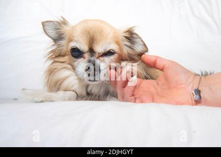 Mignon petit Chihuahua Banque D'Images