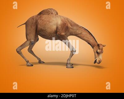 Camel veut manger le rendu 3d sur fond orange avec ombre Banque D'Images