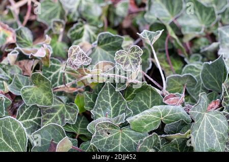 les feuilles d'une plante de lierre dans un jardin couvert avec gel par temps froid en hiver Banque D'Images