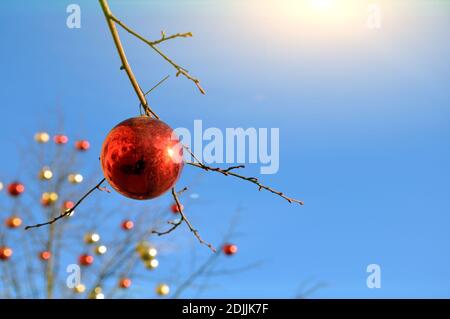 Les branches d'un arbre d'hiver sans feuilles sont décorées Banque D'Images