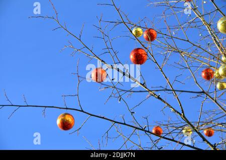 Les branches d'un arbre d'hiver sans feuilles sont décorées Banque D'Images