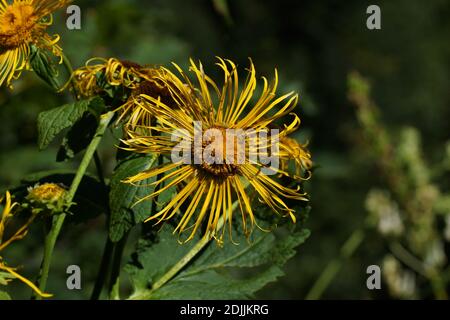 Inula magifica, fleabane géant. Montagnes à Dombay. Montagnes du Caucase dans la République de Karachay-Cherkess, réserve naturelle de Teberda, Russie. Banque D'Images