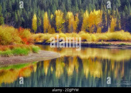 Couleur automne aspenn arbres et rivière Deschutes. Centre de l'Oregon Banque D'Images