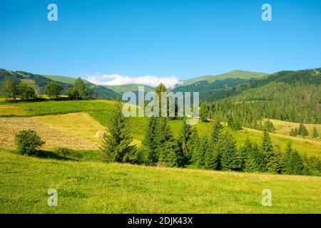 campagne montagneuse en été. terrain herbacé en face de la forêt sur des collines ondoyantes à pied sur la chaîne de montagnes avec prairie alpine benea Banque D'Images