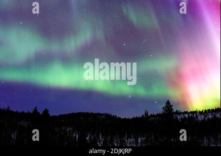 Constellation Aurora Borealis et Orion au-dessus de la taïga du nord en finnois Laponie Banque D'Images