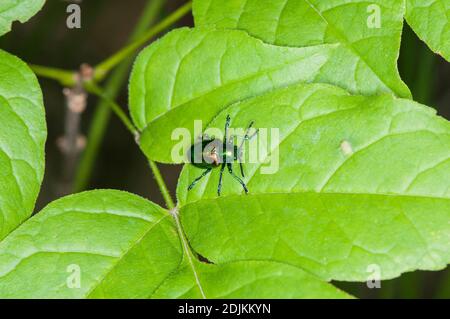 Lac de Balsam, Wi. Un coléoptère coloré de Dogbane, 'Chrysochus auratus' assis sur une feuille en été. Banque D'Images