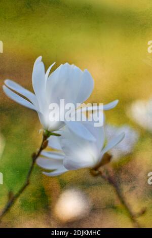 Image de magnolia blanc en fleurs sur fond pastel clair, un jour d'été. Banque D'Images