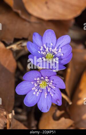 Hepatica, Hepatica nobilis, fleur Banque D'Images