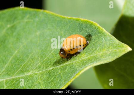 Vadnais Heights, Minnesota. La larve de la feuille d'herbe à poux du marais, 'Labidomera clivicollis', sur une feuille d'herbe à poux. Banque D'Images