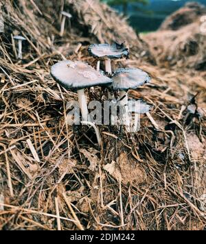 les champignons inconnus non comestibles poussent sur un tas de fumier Banque D'Images