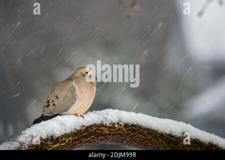 Vadnais Heights, Minnesota. La colombe en deuil, Zenaida macroura dans une tempête de neige printanière. Banque D'Images