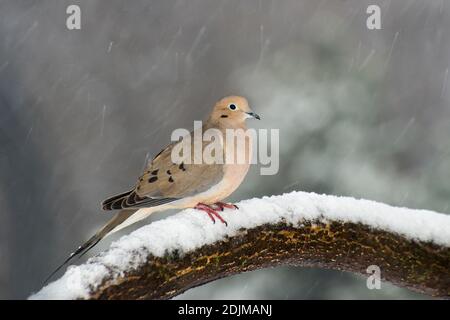 Vadnais Heights, Minnesota. La colombe en deuil, Zenaida macroura dans une tempête de neige printanière. Banque D'Images