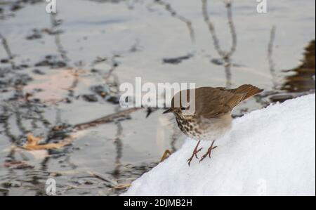 Vadnais Heights, Minnesota. Parc régional du lac Vadnais. Hermit Grush, Catharus guttatus chasse à la nourriture le long d'un ruisseau en eau libre dans un sno Banque D'Images