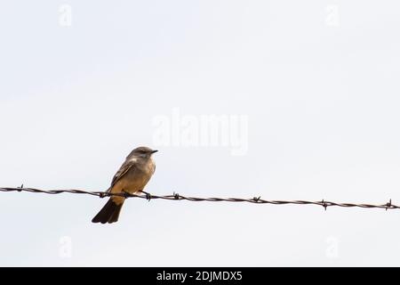 South Dakota. Badlands National Park.  Say's Phoebe; Sayornis saya perched on a fence post. Stock Photo