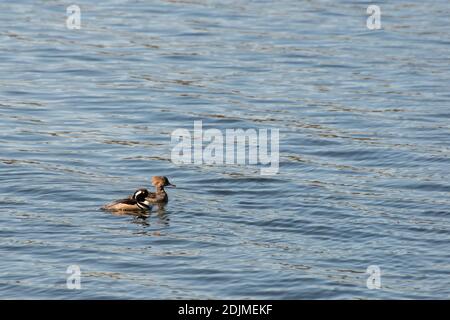 Vadnais Heights, Minnesota. Parc régional du lac Vadnais. Une paire de Hooded Merganser's, Lophodytes cucullatus nageant ensemble. Banque D'Images