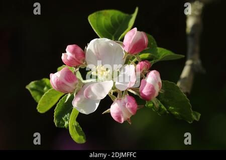 Fleur de pommier de Bramley (semis de Malus domestica 'Bramley's) Banque D'Images