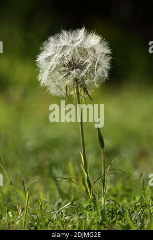 Goatsbear (Tragopogon pratensis) sur la réserve de Daneway Banks du Gloucestershire Wildlife Trust, Sapperton, Gloucestershire, Angleterre, Royaume-Uni Banque D'Images