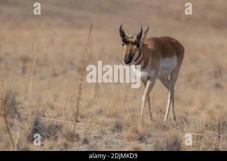 Pronghorn, Utah Banque D'Images