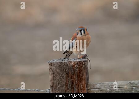 Kestrel avec la souris Banque D'Images