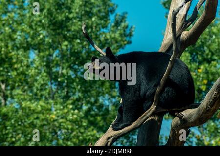 Apple Valley, Minnesota. Ours noir américain, Ursus americanus suspendu dans un arbre. Banque D'Images