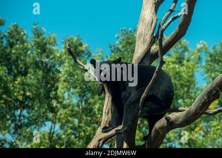 Apple Valley, Minnesota. Ours noir américain, Ursus americanus suspendu dans un arbre. Banque D'Images