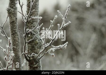 Le tronc et les branches d'un aulne recouvert de gel blanc par un ciel nuageux. Arrière-plan élégant et naturel en hiver. Banque D'Images