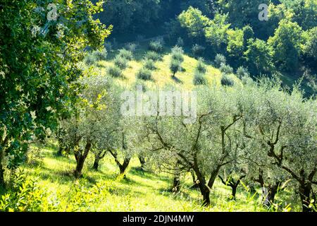 Culture d'oliviers sur la colline. Arbres nouvellement plantés en plantation pour la production de pétrole. L'oliveraie en Italie, en Europe. Cuisine méditerranéenne. Banque D'Images