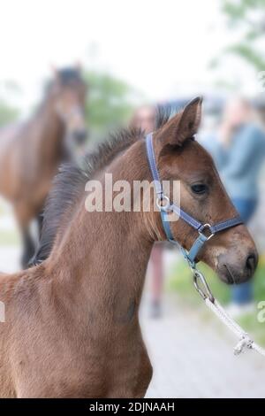 Dark brown foal head, with a halter, in side view. In front of the mother horse. Banque D'Images
