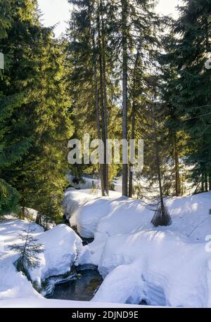 Cours d'eau traversant une épaisse couche de neige dans les montagnes de Jizera, République tchèque, Europe. Paysage de montagne d'hiver. Banque D'Images