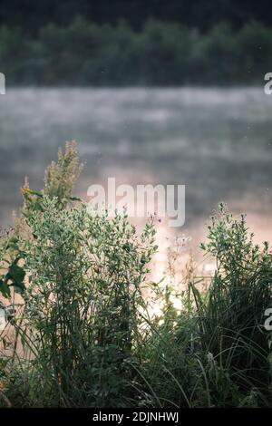 Bielefeld, Obersee, narrow-leaved willowherb, Epilobium angustifolium, morning mood, sunrise Stock Photo