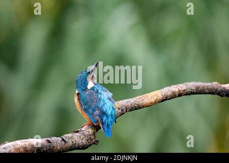 Magnifique oiseau de Kingfisher bleu, mâle de Common Kingfisher, assis sur une branche, profil arrière. Fond vert nature. Banque D'Images
